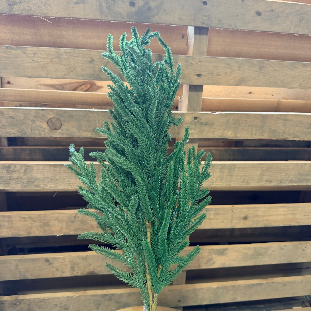 NORFOLK PINE SPRAY - 26240