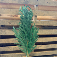 NORFOLK PINE SPRAY - 26240