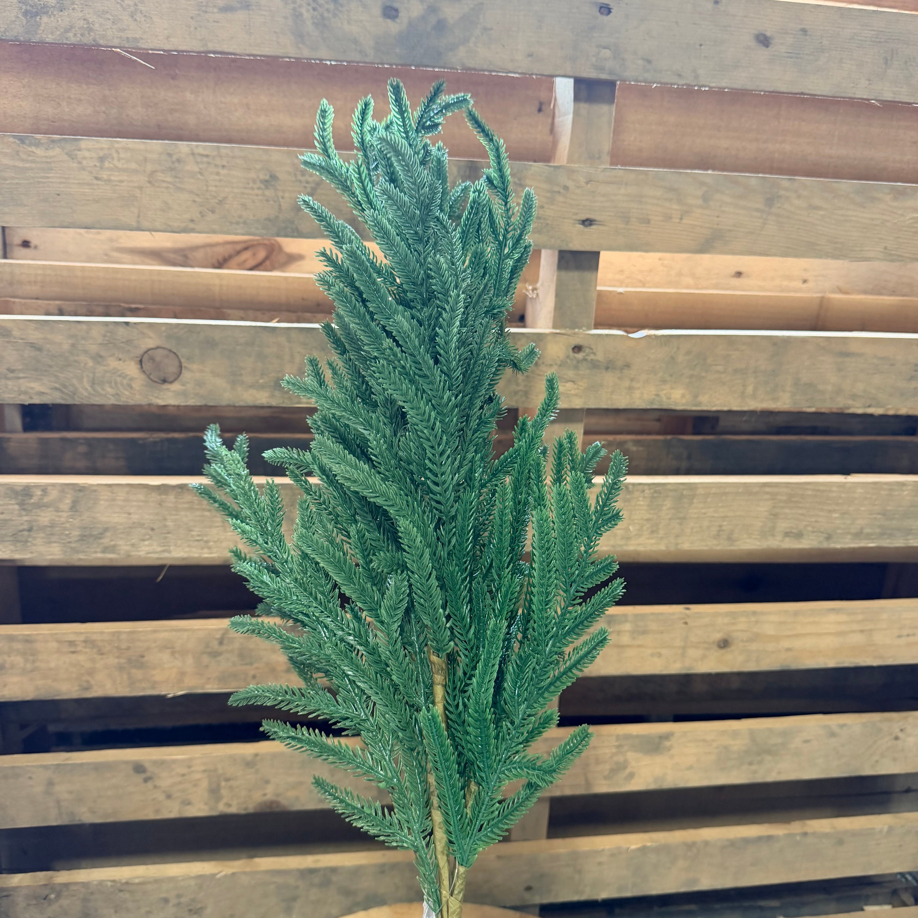 NORFOLK PINE SPRAY - 26240