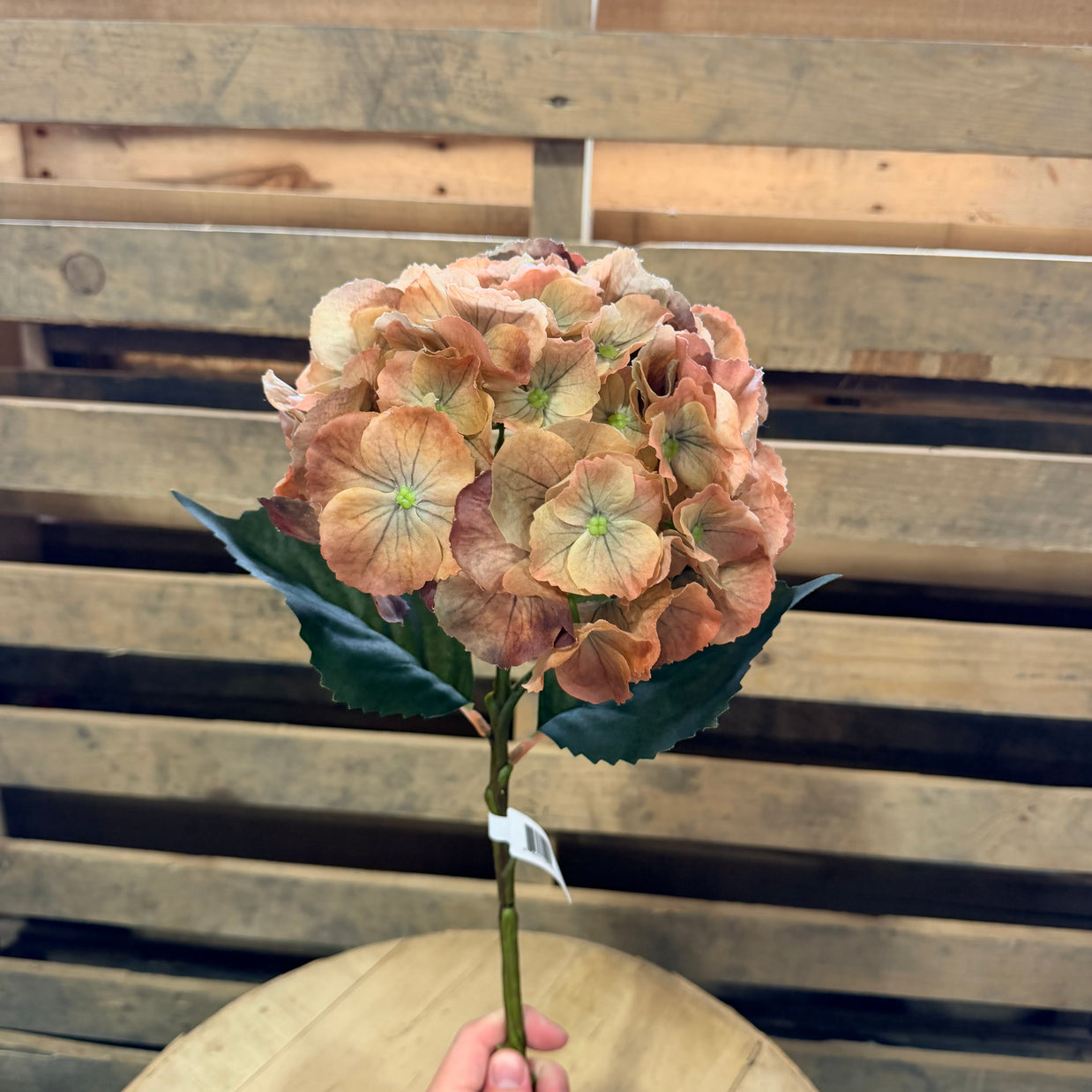 20”  Hydrangea Real Touch Gold Honey - 519SA9923