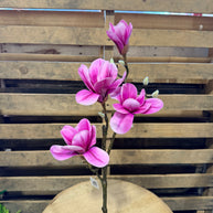 Pink Magnolia Spray -  79463