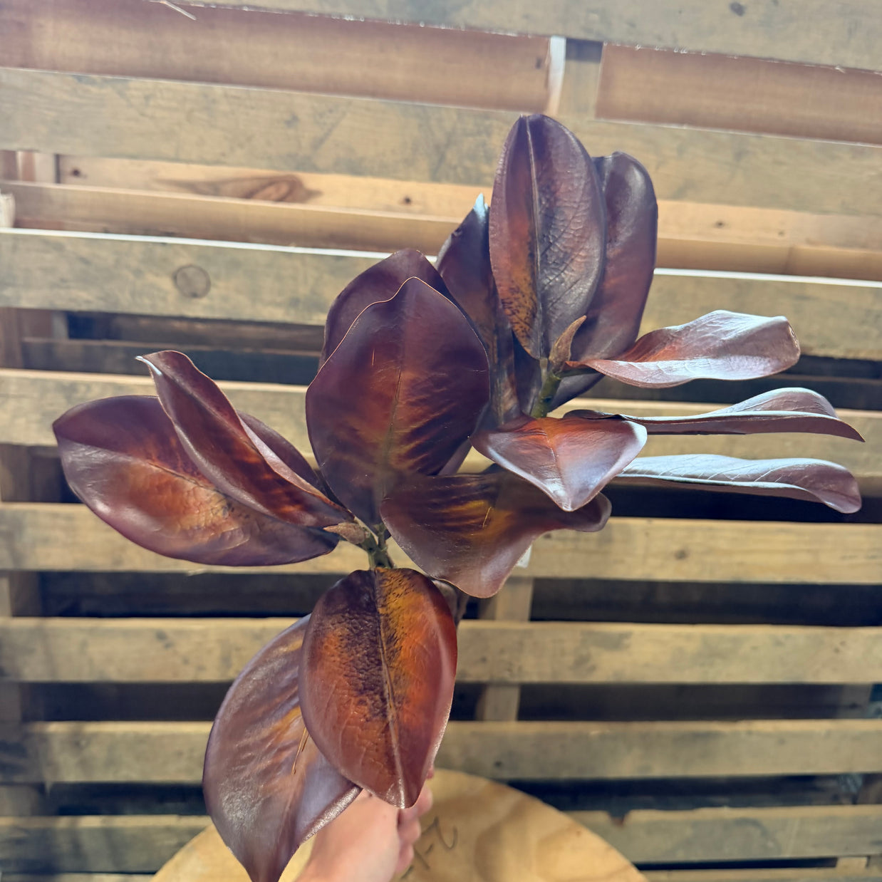 26" Magnolia Leaf Spray Bourbon  - 6169W7200
