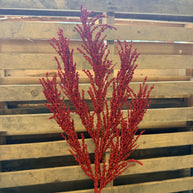 BERRY SPRAY X3 RED - 60963