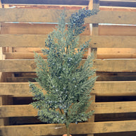 33” Cedar Berry Pick  - XX8983