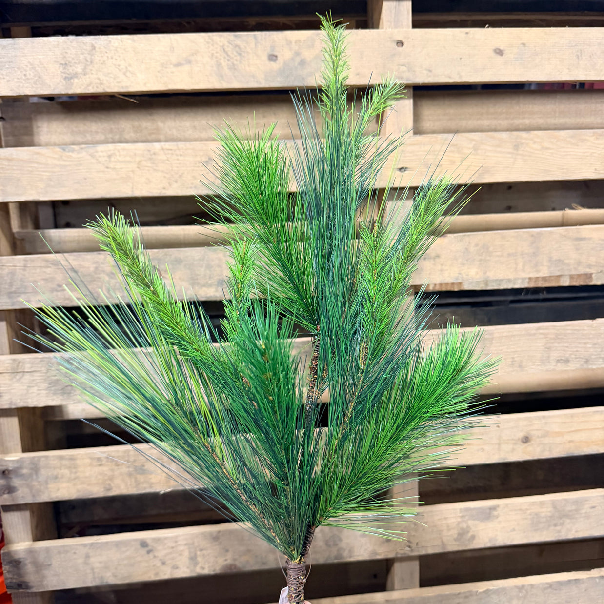 LONG NEEDLE PINE SPRAY - 39414