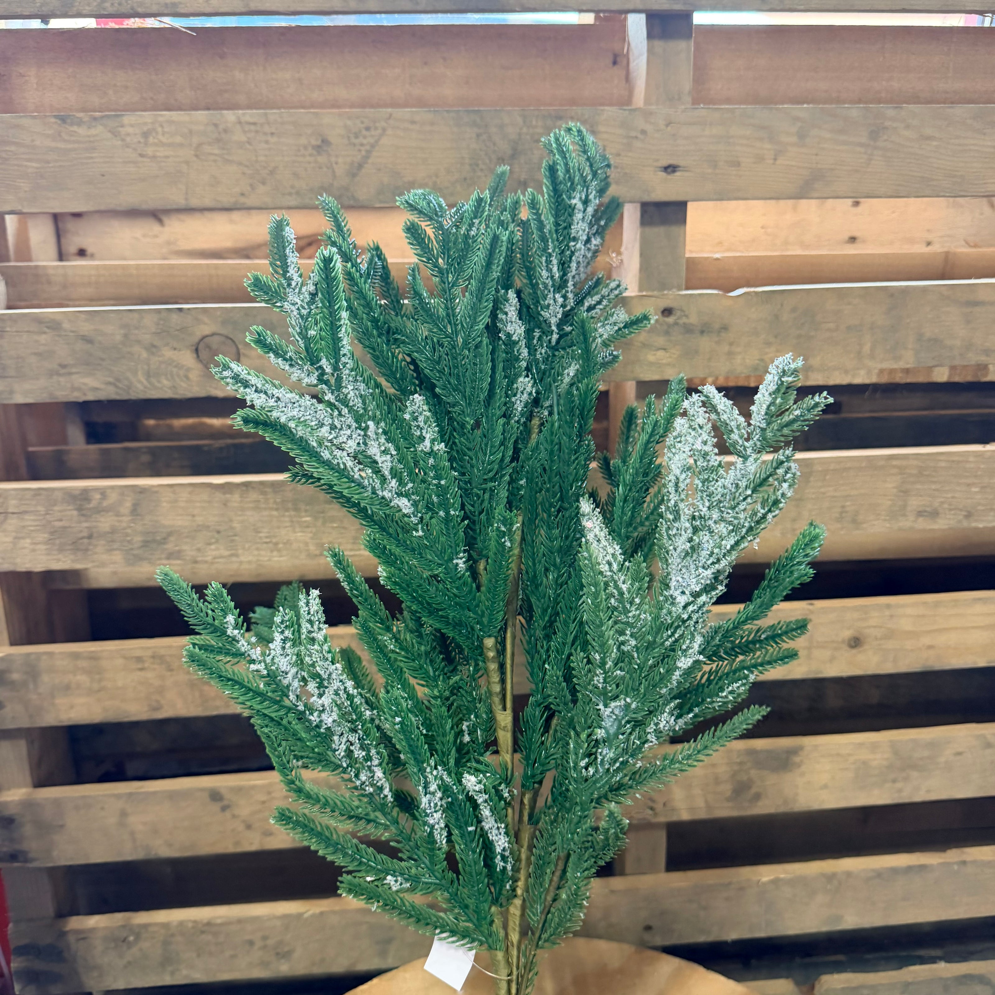 NORFOLK PINE ICE SPRAY - 26238