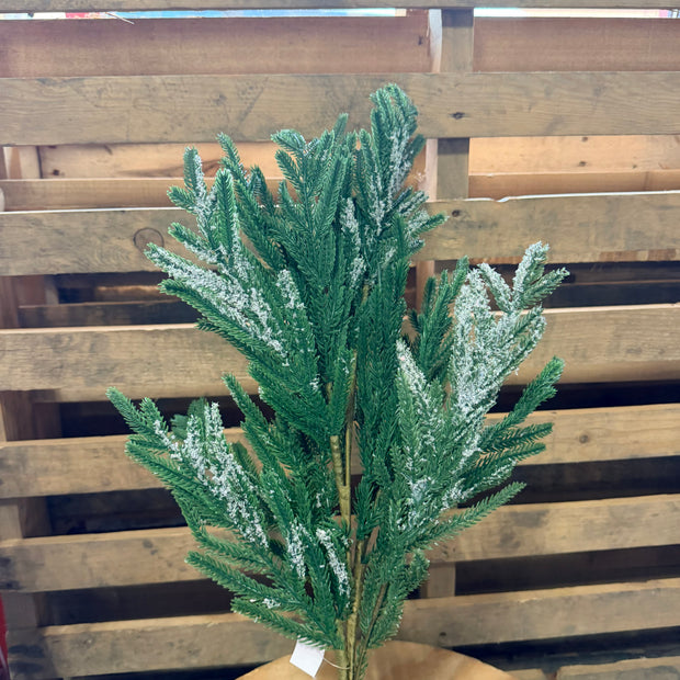 NORFOLK PINE ICE SPRAY - 26238