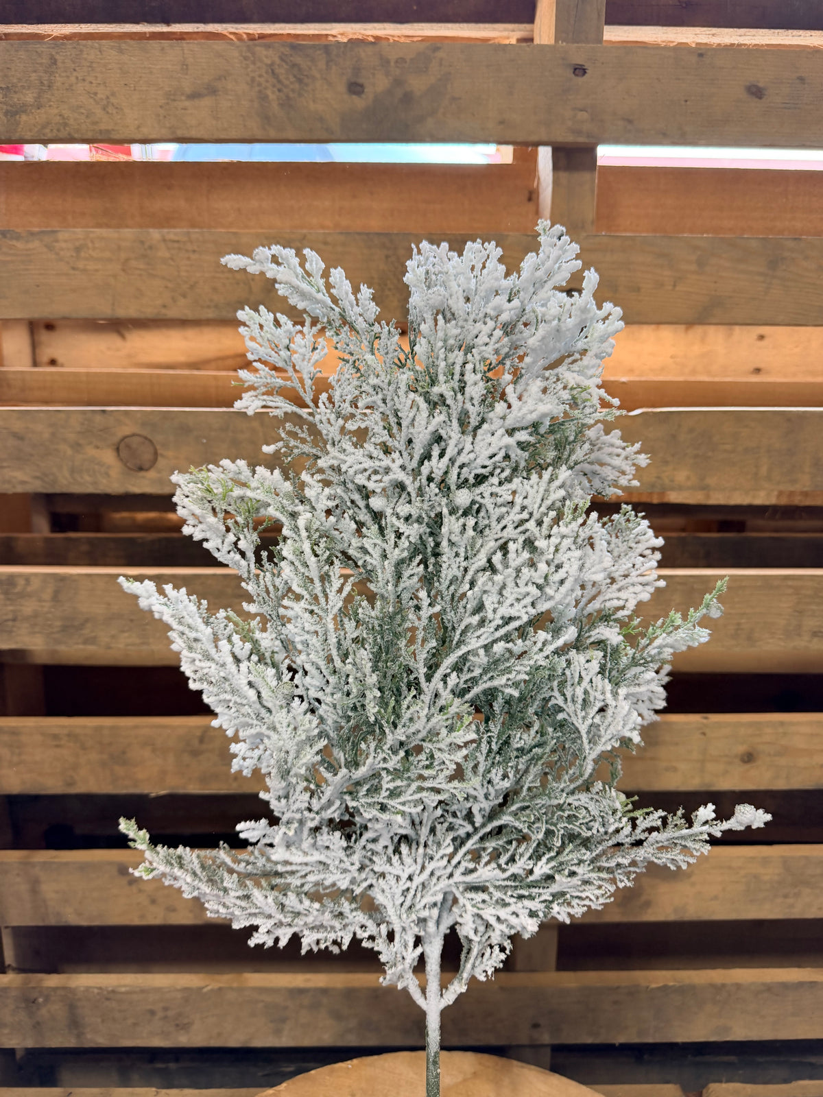 27”  Snowy Cedar spray - FJ192004