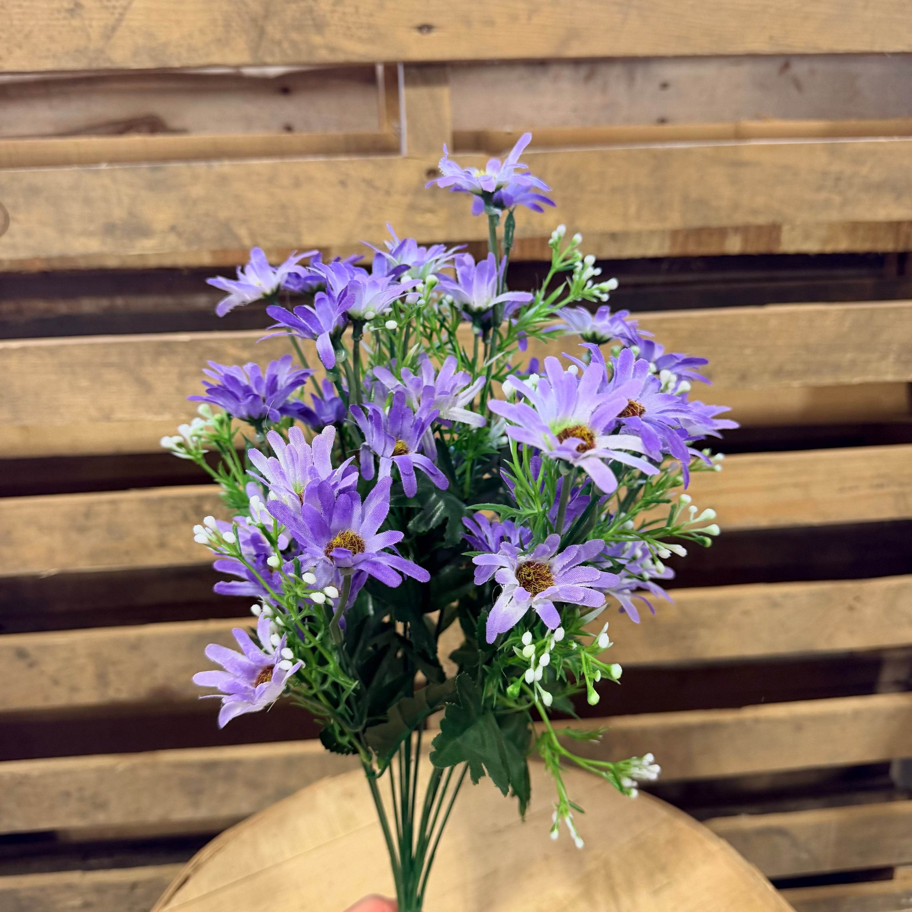 Purple Daisy Bush - 36335
