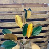 33”H Magnolia leaf stem -  XX972484