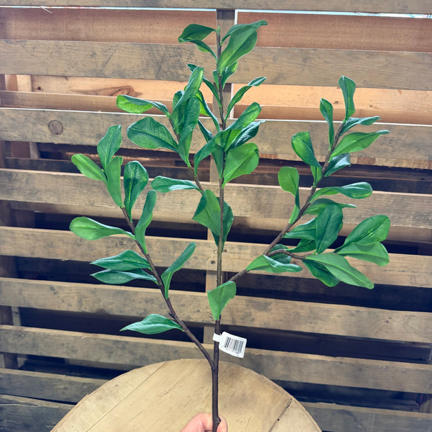 30” Pittosporum Spray - 6165W9901