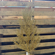 ROSEMARY SPRAY GOLD - 68671
