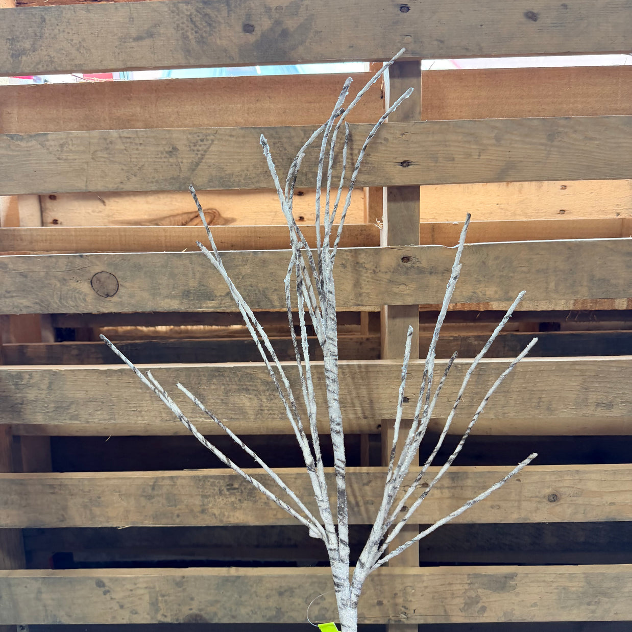 30 " Birch Spray  - 85822WT