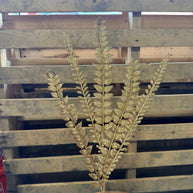 26” LONG FERN SPRAY GOLD - 60261