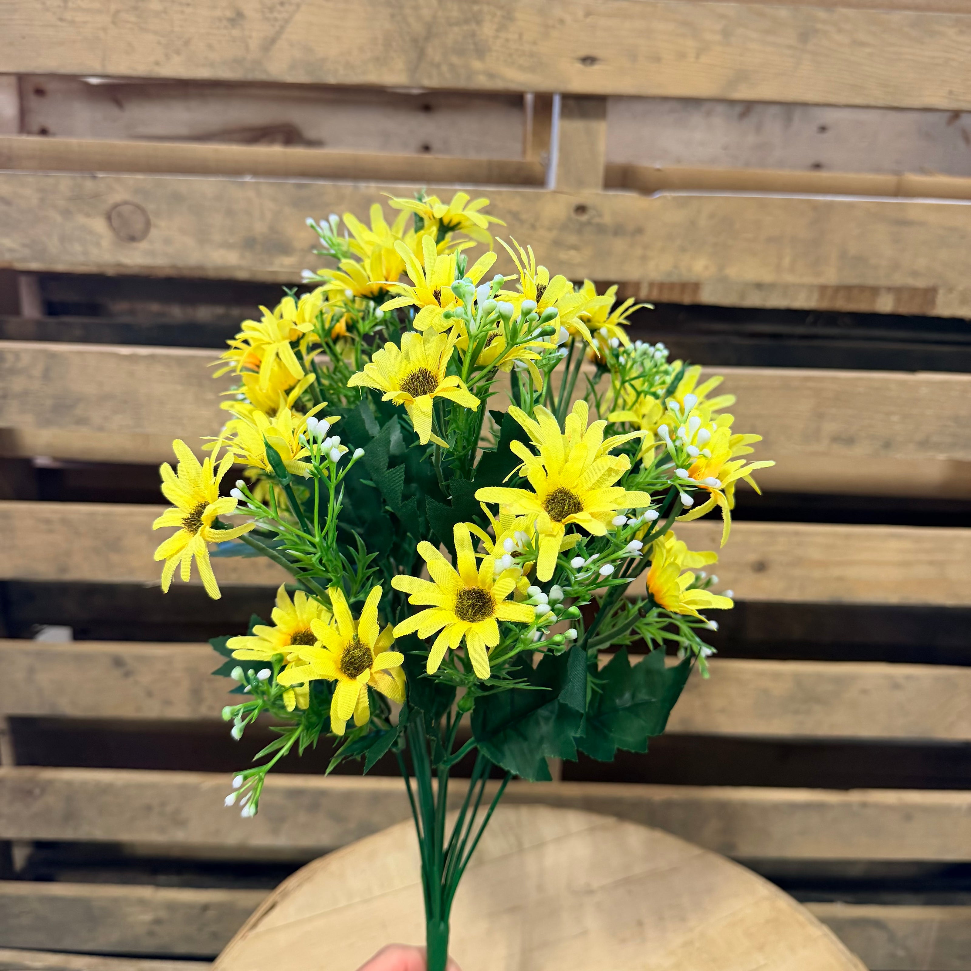 Yellow Daisy Bush - 36332