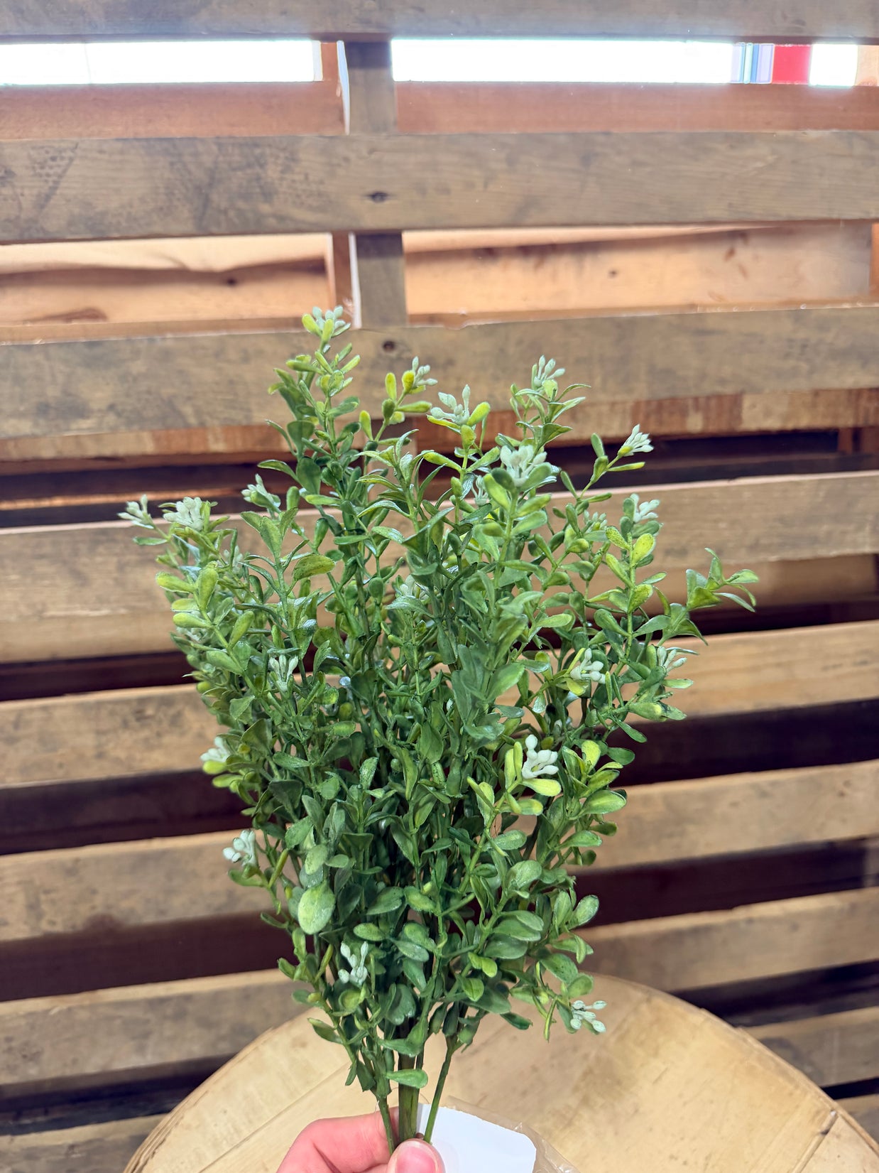 18”H Boxwood bush -  PH1673