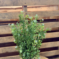 18”H Boxwood bush -  PH1673