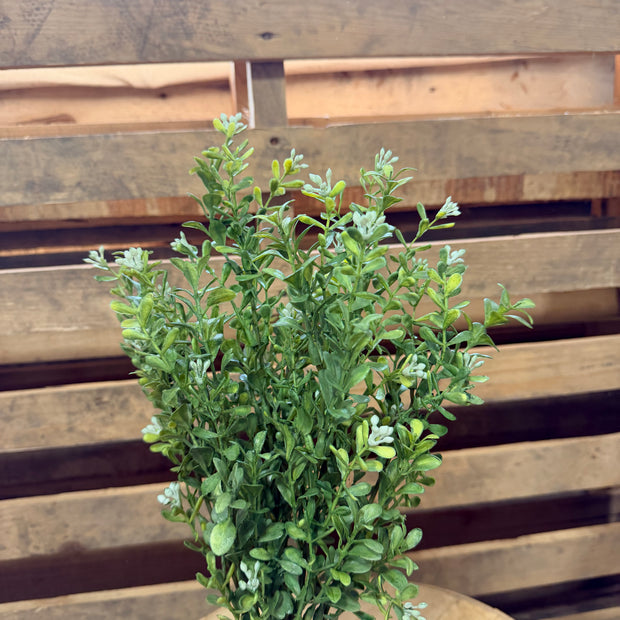 18”H Boxwood bush -  PF1673