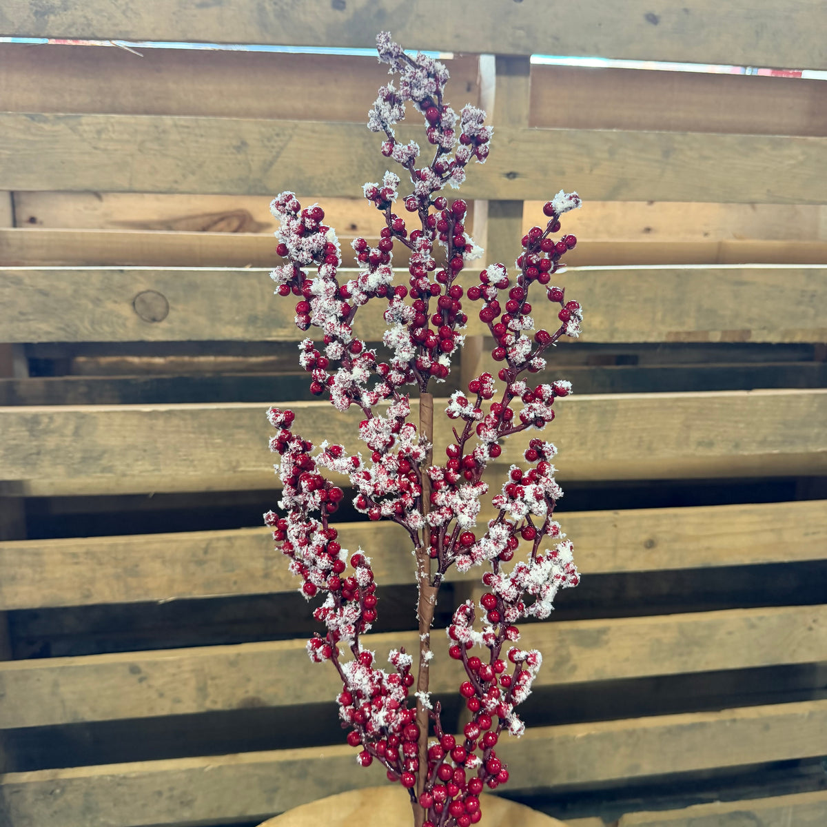 RED BERRY S/SNOW SPRAY - 63652