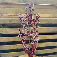 RED BERRY S/SNOW SPRAY - 63652