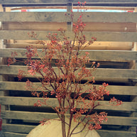 35”  Rosa Caspia Stem - 1311X9901