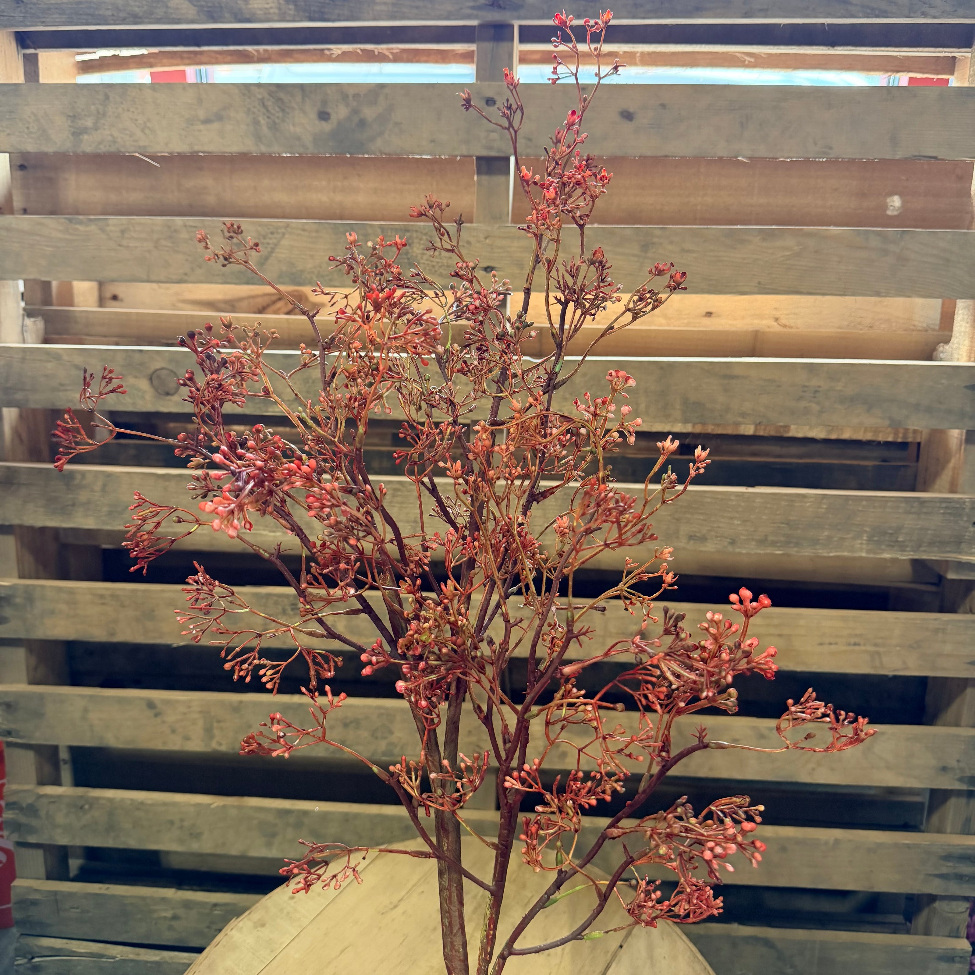 35”  Rosa Caspia Stem - 1311X9901