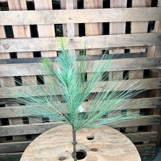 30" Long Needle pine spray  - 39711