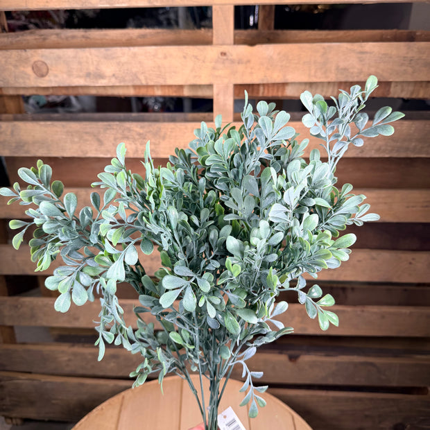 Boxwood Bush - 18242