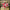 12.5" red and white velvet poinsettia  - XS415230