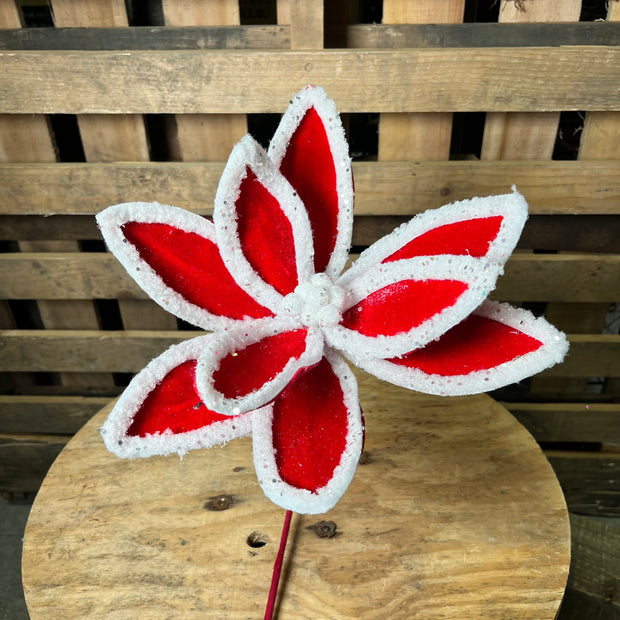 12.5" red and white velvet poinsettia  - XS415230