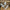 23.5 Inch pearl hemlock spray  - xv767741