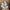 28" Flocked Long Needle pine spray  - 39815