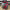 2.5 "X10YD Christmas glitter dot tinsel boarder Wired Ribbon - RG8878T9