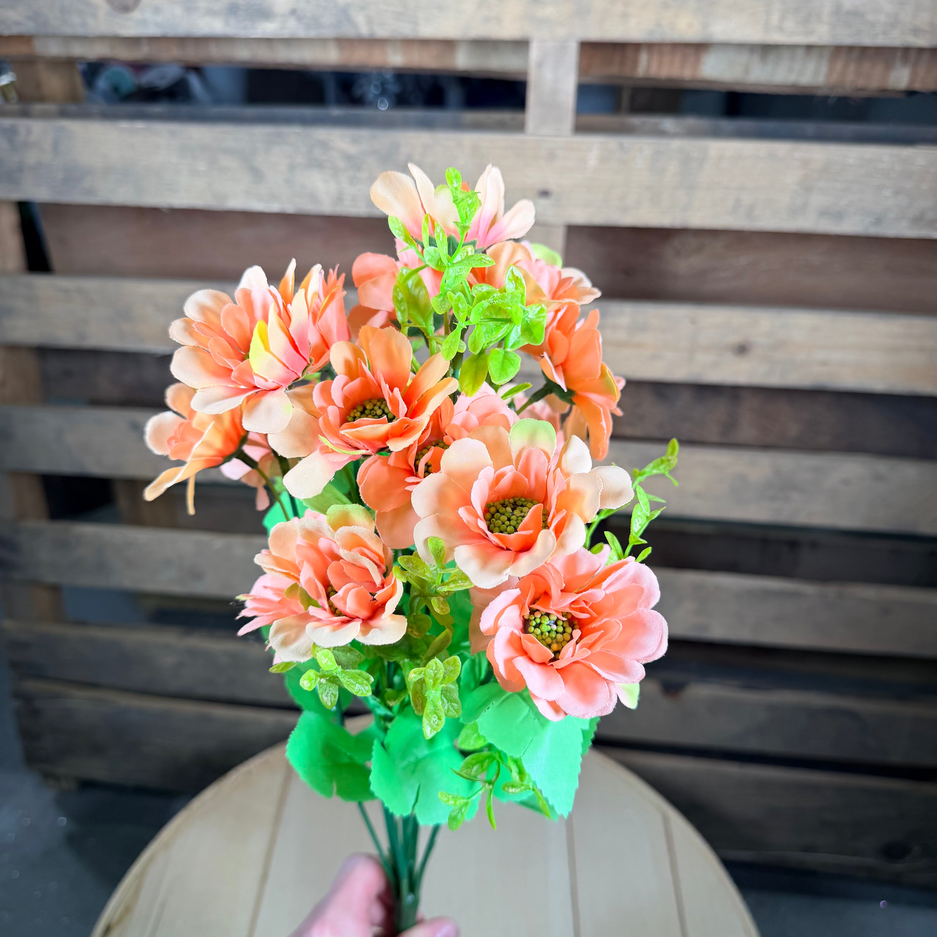 Peach Zinnia bush - 97205