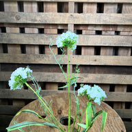 31 Inch Cream snowball floral stem
- 63770CM