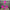 28 Inch Pink sequin swirl pick - 63596HTPK