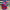 4” x 5yd Blue and Red regal pleated edge deluxe Wired Ribbon - Designer ribbon - 94433W94110D