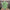 21" light green mini bud greenery bush - FG661738