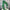 63" Green Norfolk Pine Garland - RS240430