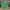 23.5 Inch lime green hemlock spray  - xv767775
