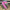 1.5"X10YD pink mini harlequin glitter Wired Ribbon - RGF169507