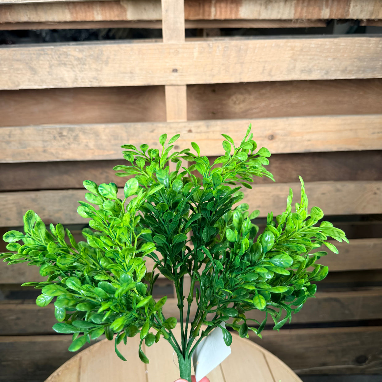 13"L BOXWOOD BUSH  - FG680130