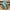 1.5"X10YD sage green hand green greenery Wired Ribbon - RGC17202C
