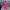 28in pink chenille spiral curly - 57259BT