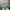 30" Mixed Long Needle Pine spray  - 39104