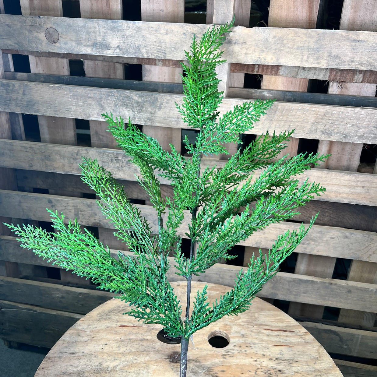 34 inch selaginella fresh touch  cedar spray - DC19267