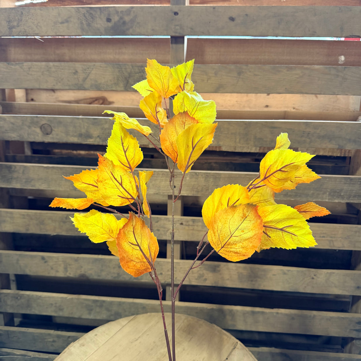 31” Birch Leaf Stem Golden - 6155W9923