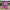 1.5” x 10yd hot pink pokadot with stripe backing d’lux ribbon - LX305511