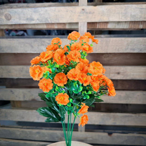 Orange gypsy bush  -37427