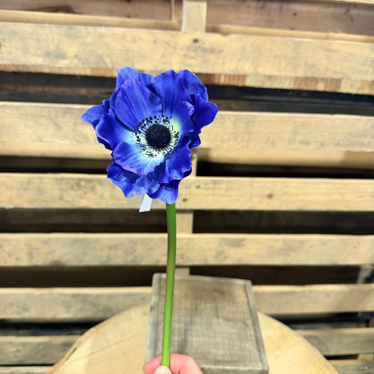 17” Blue poppy stem - FS391677